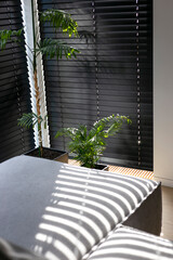 Fototapete - Black wooden venetian blinds automatic with horizontal slats, casting light and shadow patterns. Wood blinds close up on the window. Lush green leaves of a tropical plant balancing design with nature.