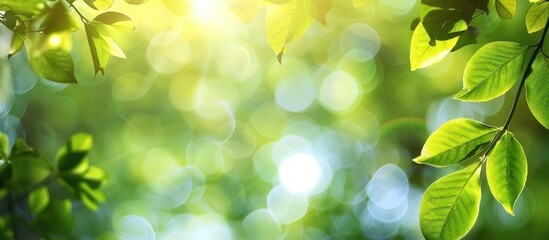 Canvas Print - Sunny summer bokeh background with green leaves, perfect as a copy space image.