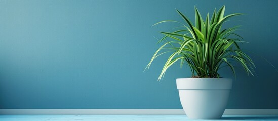 Poster - A plant displayed in front of a blue wall, providing room for text or images.