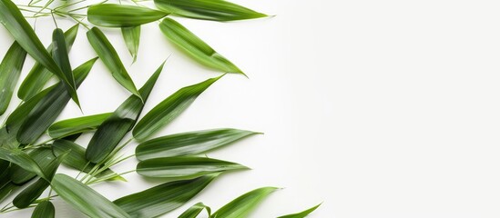 Fototapete - Isolated bamboo leaves on a white backdrop with copy space image.