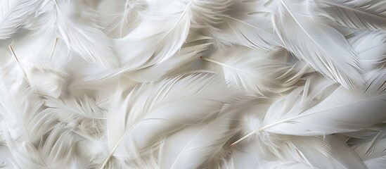 Aufkleber - A lovely array of white duck feathers, ideal for a background or texture in a copy space image.