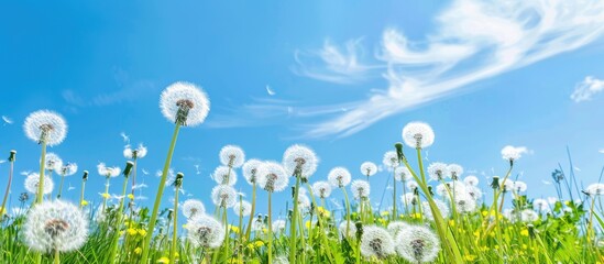 Poster - Dainty white dandelion flowers scatter across a vibrant meadow, set against a backdrop of blue skies, with ample copy space image.