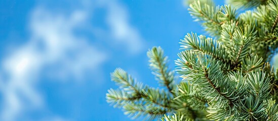 Poster - Close-up view of pine tree tops against a blue sky, suitable for copy space image.