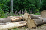 Cut trees, forest clearing, Polish forest, tree branches, Tree roots, Poland, village, Fields, Góry Sowie, Mountains, bielawa, pieszyce, trekking, lower silesia, poland, june 2024, sudety, góry sowie