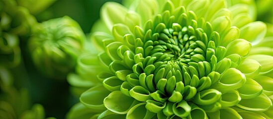 A detailed shot displaying a green chrysanthemum flower in a bridal bouquet, with a blank area in the image for text or graphics.