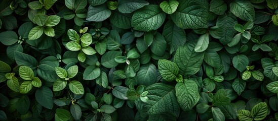 Canvas Print - Nature with green foliage suitable for use as a background or wallpaper, featuring a blank copy space image.