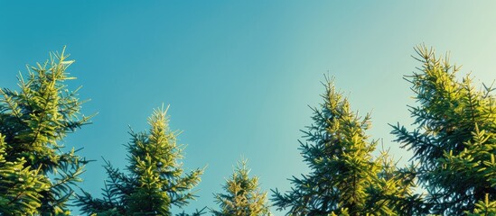 Canvas Print - Close-up view of pine tree tops against a blue sky, suitable for copy space image.