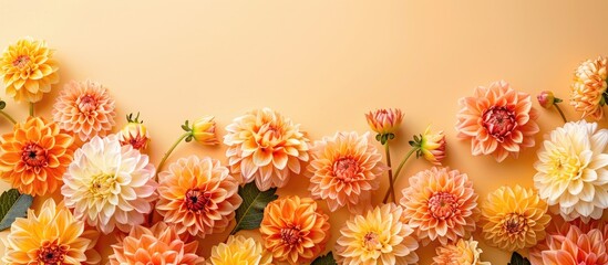 Sticker - Dahlias in orange and white hues showcased on a soft yellow backdrop with copy space for a summer or autumn-themed floral arrangement viewed from above.