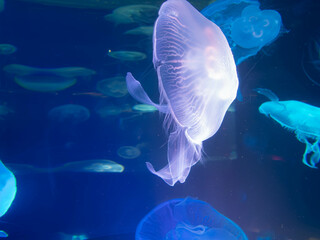 Poster - Jellyfish underwater