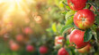 © Dirk - copy space, stockphoto, view on an orchard with red apples. Healthy food concept. Fruit with vitamines and antioxidants. Tasty fresh apples hanging on a tree in a apple orchard.