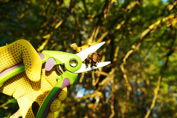 Wall Mural - Trimming tree branches with scissors. Gardener cuts branches on old tree with Handheld Pruning Shears. Trimming trees in backyard. Branch Cutting and Tree Trimmer in village. Greenworks with secateurs