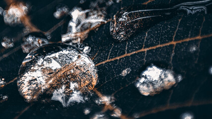 spider on a web