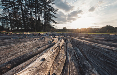 Wall Mural - A forests legacy: sun-kissed logs under golden skies