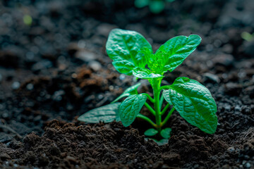 Young plant sprouting from the ground