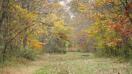 The colorful forest view in the natural park in autumn