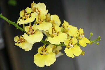 Wall Mural - The yellow cluster of Rossioglossum Ampliatum orchid flowers