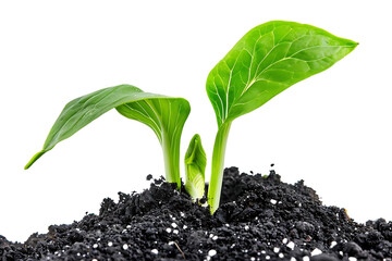 Wall Mural - Photo of a Green Sprout Growing from the Soil