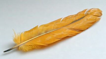   Close-up of yellow feather with black tip against white backdrop