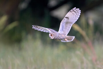 Sticker - Long-eared owl (Asio otus)