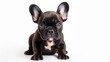 © AlfaSmart - French bulldog puppy on white background