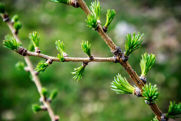 Branches with delicate green young larch needles