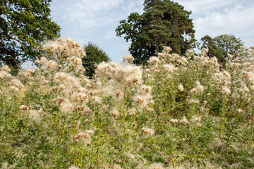 Wall Mural - Thistle blossoms in the meadow.