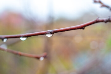 Wall Mural - Tree branch with raindrops in autumn