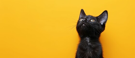 Wall Mural -  A tight shot of a black cat staring up in amazement against a sunny yellow backdrop