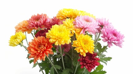 Canvas Print - A bouquet of chrysanthemums, isolated on a white background