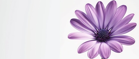 Canvas Print -  Close-up of a purple flower against a clean white background Text space below image