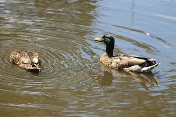 Canvas Print - Two ducks swimming in a pond with rippling water