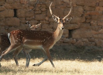 Poster - Close-up shot of a deer with antlers running in a field