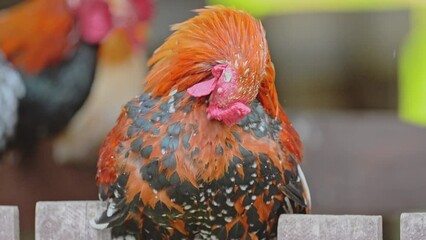 Wall Mural - The chicken sits in the coop and clean feathers