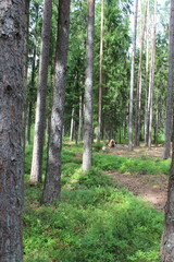 Sticker - Dense forest with rich undergrowth.