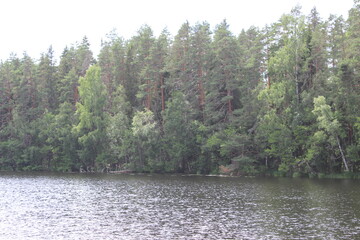 Wall Mural - Forest path leading to a tranquil lake.