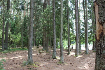 Wall Mural - forest in the morning