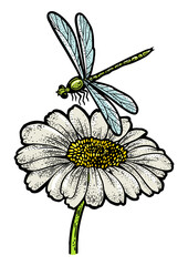 Wall Mural - dragonfly over daisy flower color sketch engraving PNG illustration. T-shirt apparel print design. Scratch board imitation. Black and white hand drawn image.