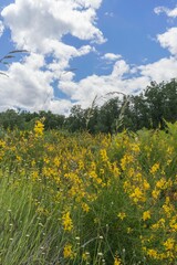 Wall Mural - A vibrant field of yellow wildflowers under a partly cloudy sky in a lush green landscape.