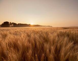 Wall Mural - A peaceful wheat field at sunrise, with the golden crops glowing in the early light. The swaying wheat and the soft colors of dawn create a tranquil and minimalist scene that celebrates the start of