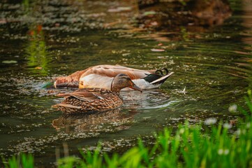 Wall Mural - Ducks swimming in a pond surrounded by greenery on a sunny day