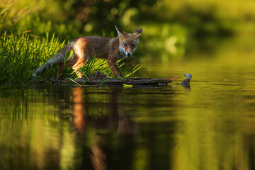 Canvas Print - male red fox (Vulpes vulpes) at the lake