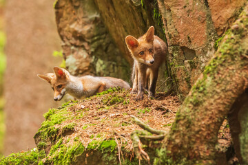 Poster - male red fox (Vulpes vulpes) in front of the slough