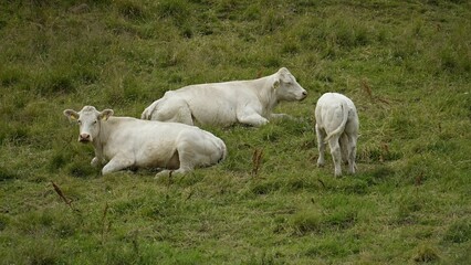 Canvas Print - Three white cows resting and grazing on a grassy field.