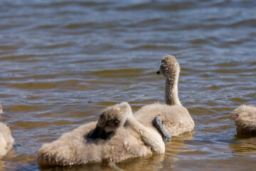 Wall Mural - young swans in gray down swim on the lake