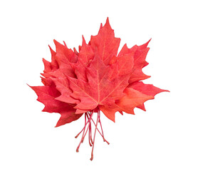 Wall Mural - Stack of red maple leaves isolated cutout on transparent