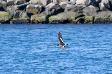 Wall Mural - seagull in flight