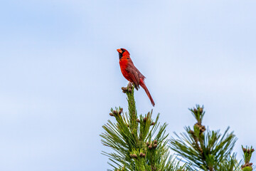 Wall Mural - red cardinal on a branch