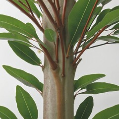 Wall Mural - Close Up View of a Corymbia Aparrerinja Tree