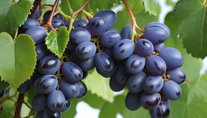 Poster - Delicious black grapes harvested in the fall season from a vine-growing farm