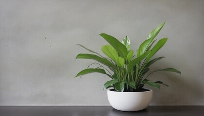 Wall Mural - potted plant in room